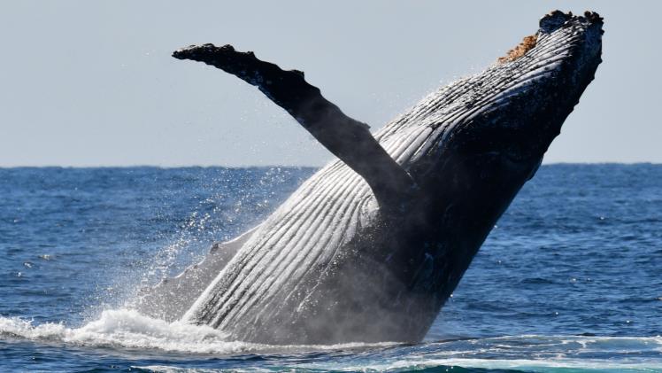 Exploring The Wonders Of Whale Watching On The Gold Coast